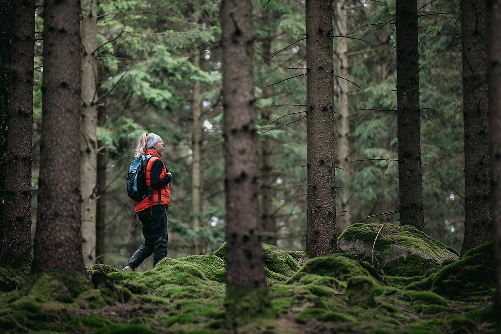 Person vandrar i en skog.