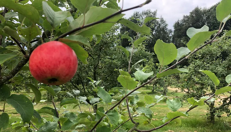 ett rött äpple som hänger