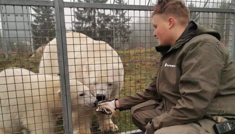 en ung man matar två vita björnar