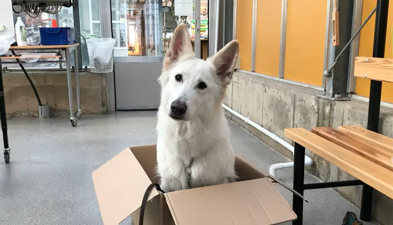 en vit hund sitter i en låda