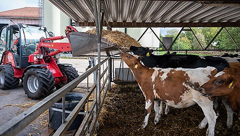 Kor får mat eller strö från en skopa på en traktor.