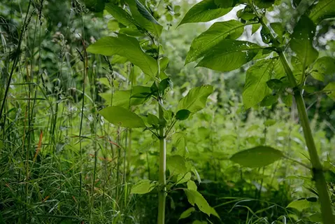 Grönska, jättebalsamin