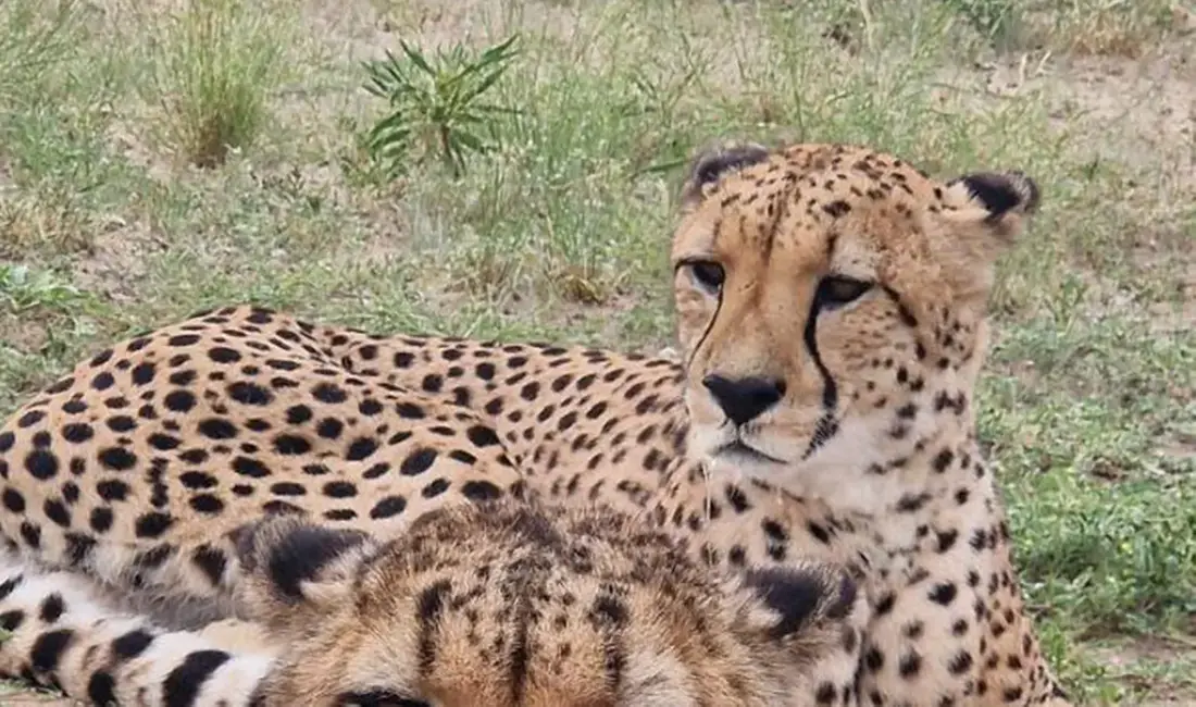 En gepard ligger i gräset.